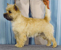 a well breed Cairn Terrier dog